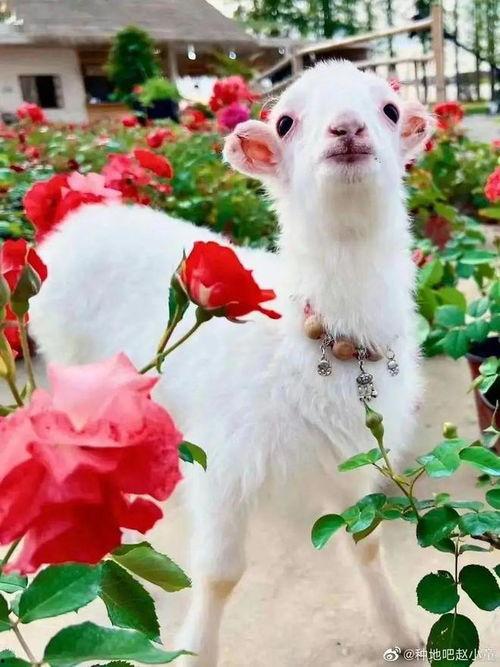 吃瓜网小羊,揭秘娱乐圈那些不为人知的幕后故事