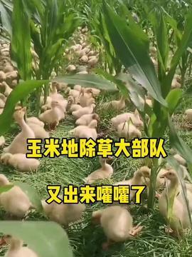 吃瓜网小羊,揭秘娱乐圈那些不为人知的幕后故事