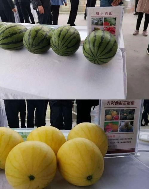 韩城网红吃瓜直播,揭秘网红圈幕后故事