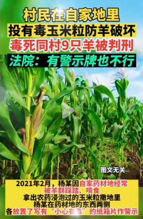 51网吃瓜网是合法的吗