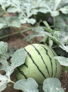 免费吃网红瓜群,免费加入吃瓜群，畅享娱乐圈最新资讯