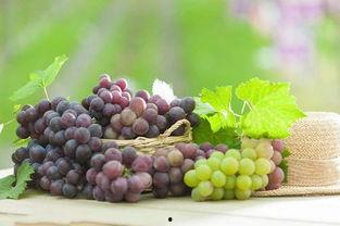 网红吃葡萄瓜视频,口感惊艳引网友热议！