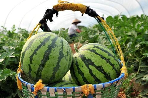 带你吃瓜官网,揭秘娱乐圈幕后故事，畅享八卦盛宴