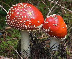 蘑菇吃瓜网黑料国产51,国产51黑料事件深度剖析