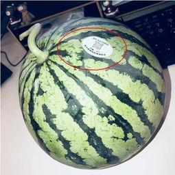 长治网红吃瓜,揭秘网络红人的幕后故事