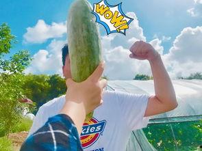 网红游戏吃瓜群众是谁,背后的故事与影响力