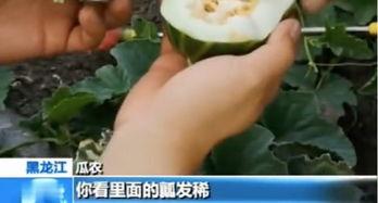 k8网络吃瓜需谨慎,吃瓜需谨慎，揭秘网络风险与应对策略