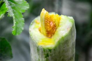 洛杉矶网红吃瓜,揭秘网红们的“吃瓜”日常