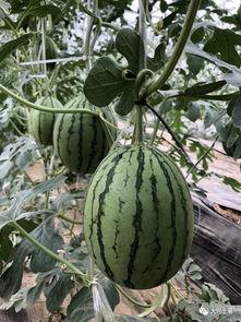 大瓜网红吃瓜,揭秘娱乐圈幕后真相