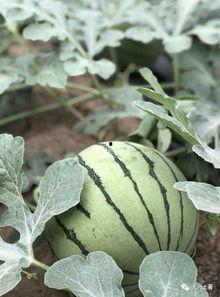 大瓜网红吃瓜,揭秘娱乐圈幕后真相